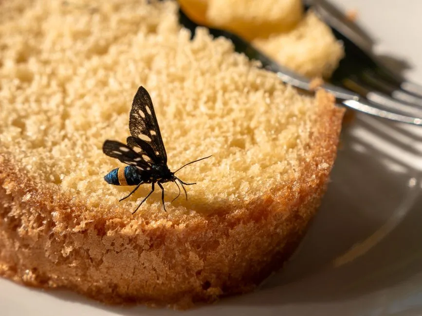 Bringing Infested Food Home Before the Problem Even Starts (Image Credits: Pexels)