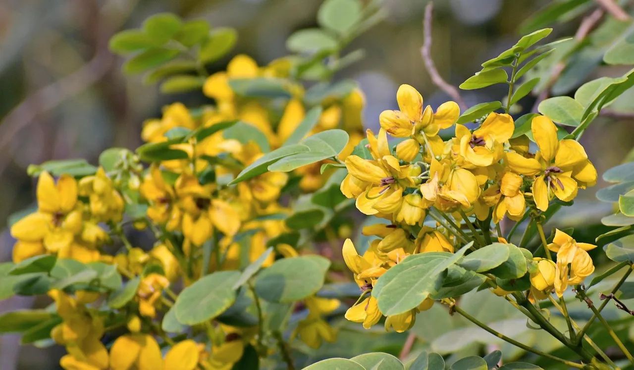 Golden Rain Tree (Koelreuteria paniculata): Midsummer Color That Surprises (Image Credits: Pixabay)