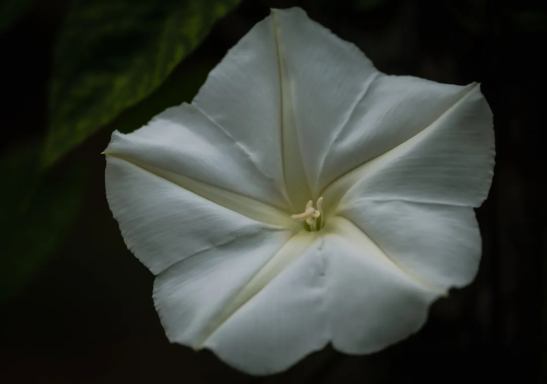 1. Moonflower (Ipomoea alba): The Garden's Living Timepiece (Image Credits: Unsplash)