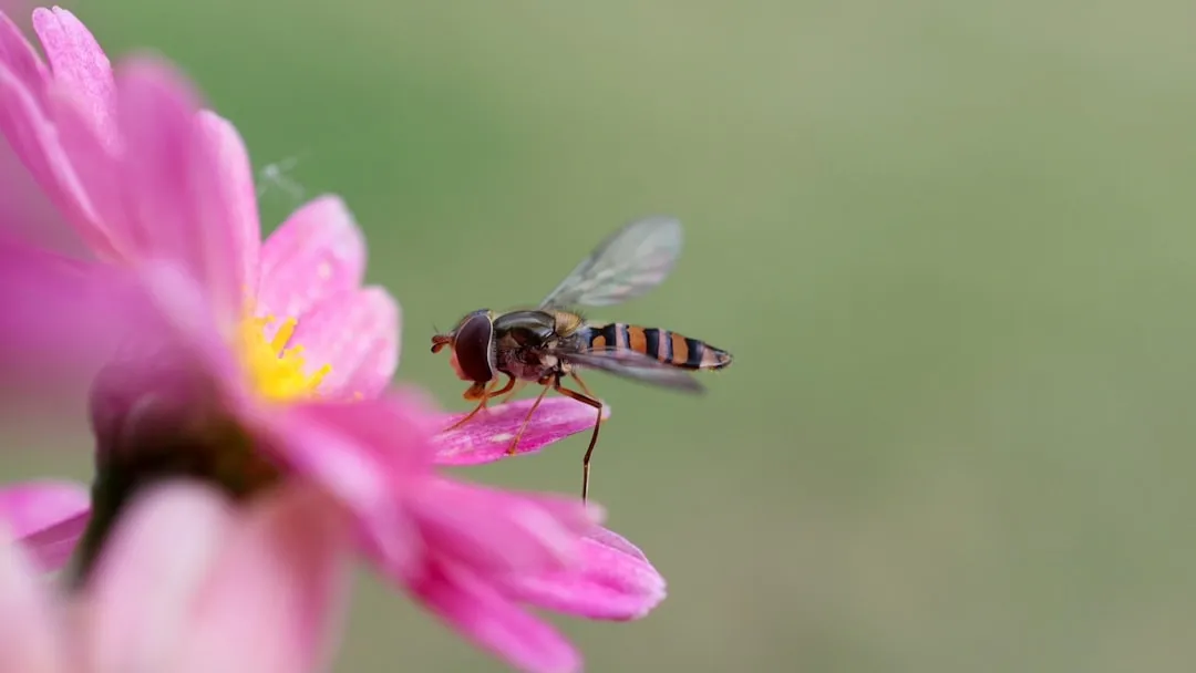 2. Hoverflies: The Wasp-Like Fliers That Gardeners Swat Away (Image Credits: Unsplash)