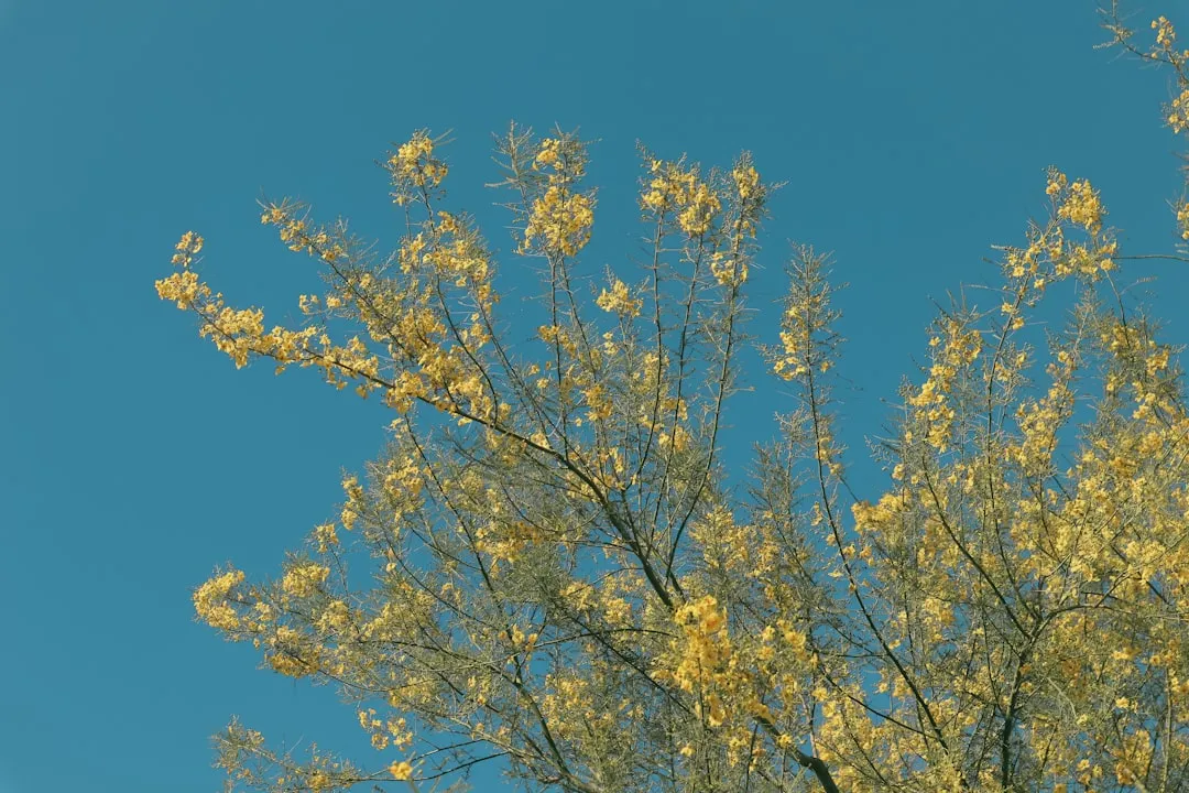 Palo Verde 'Desert Museum' (Parkinsonia): The Toughest Beauty (Image Credits: Unsplash)
