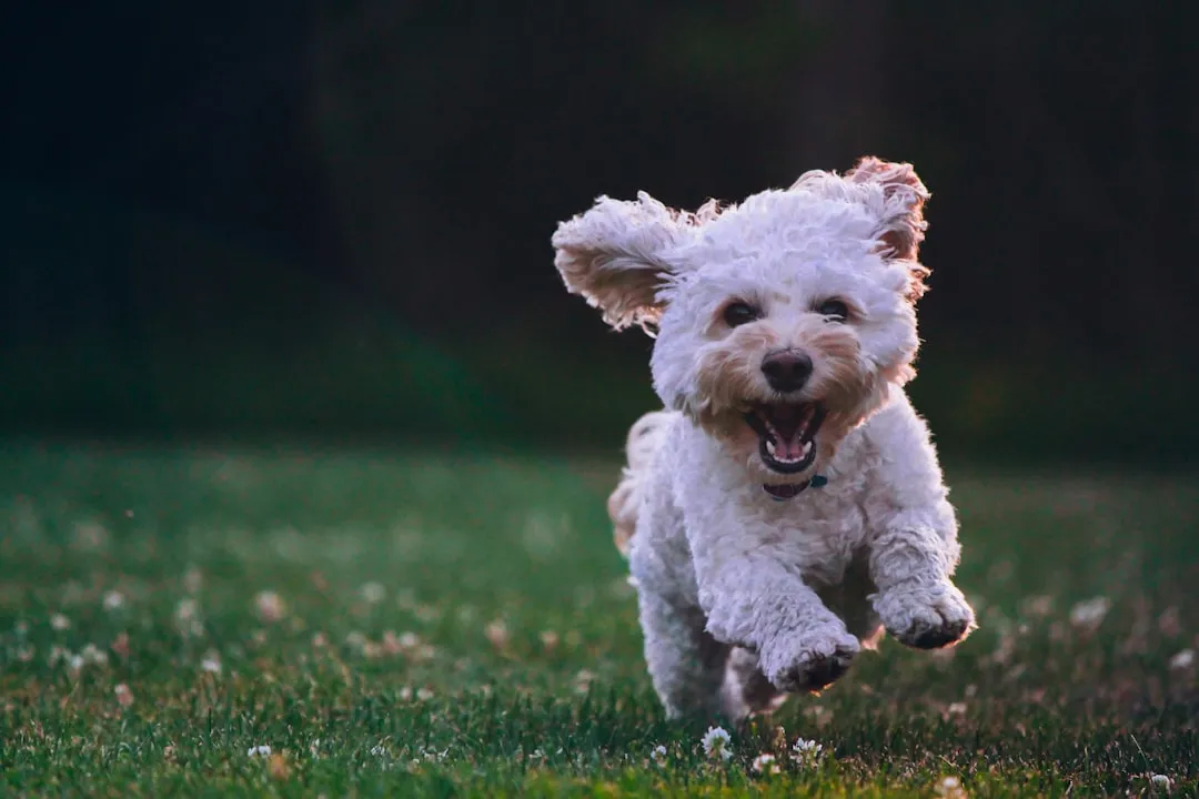 Pushing Puppies Too Hard Before Growth Plates Close (Image Credits: Unsplash)