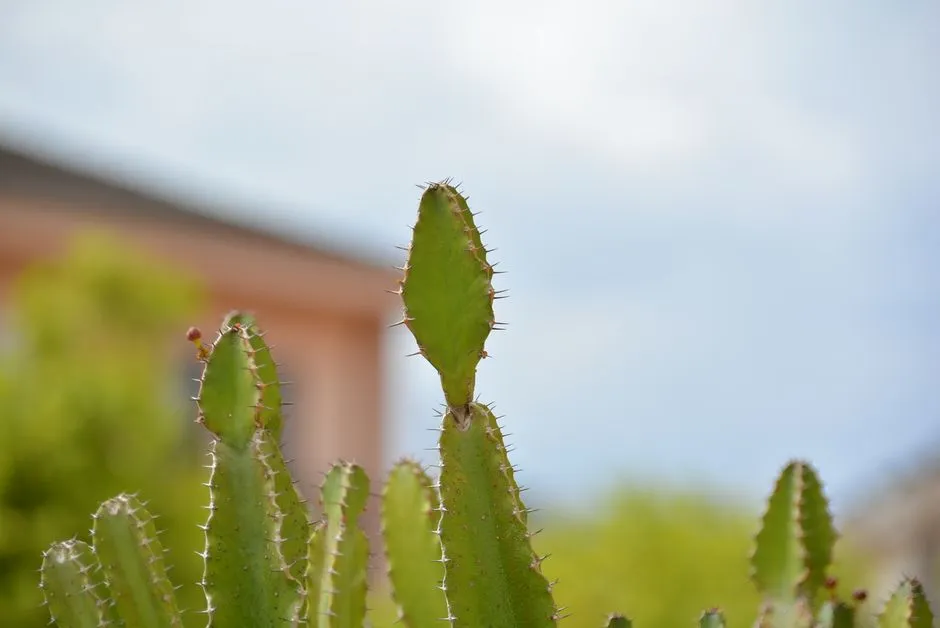 The Cactus: Boundaries in Plain Sight (Image Credits: Pexels)