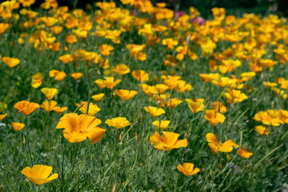 California Poppy: The State's Own Answer To Drought (Image Credits: Pexels)