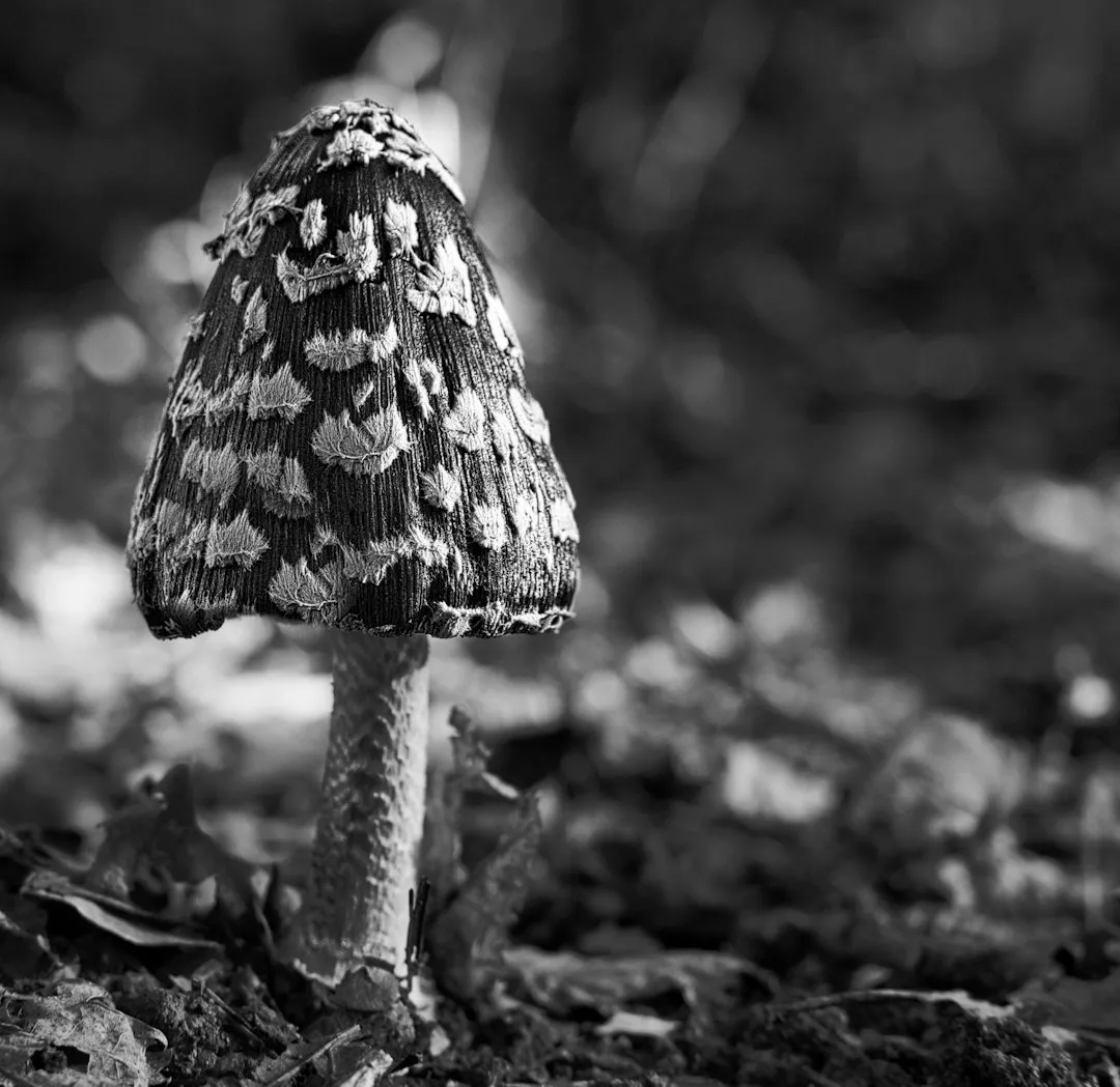 4. The Shaggy Ink Cap (Coprinus comatus) (Image Credits: Unsplash)