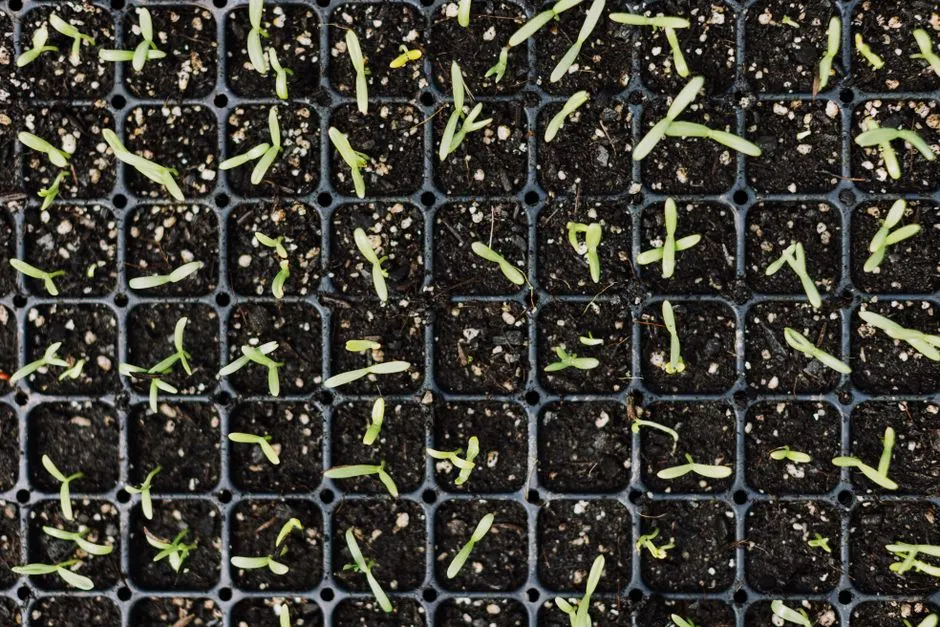 Not Every Seed Benefits: When Gut Passage Hurts (Image Credits: Pexels)