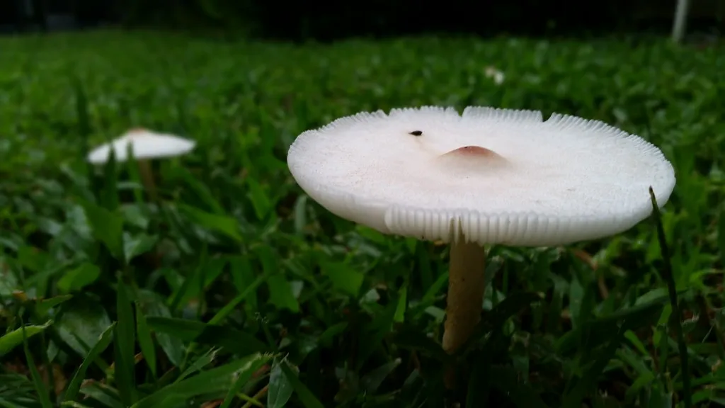 2. The Lawnmower's Mushroom (Panaeolus foenisecii) (Michel Curi, Flickr, CC BY 2.0)