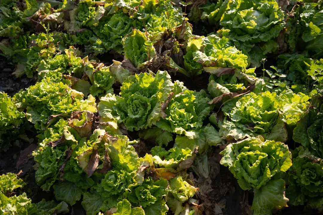 Time Your Final Harvests and Plan for Fall (Image Credits: Unsplash)