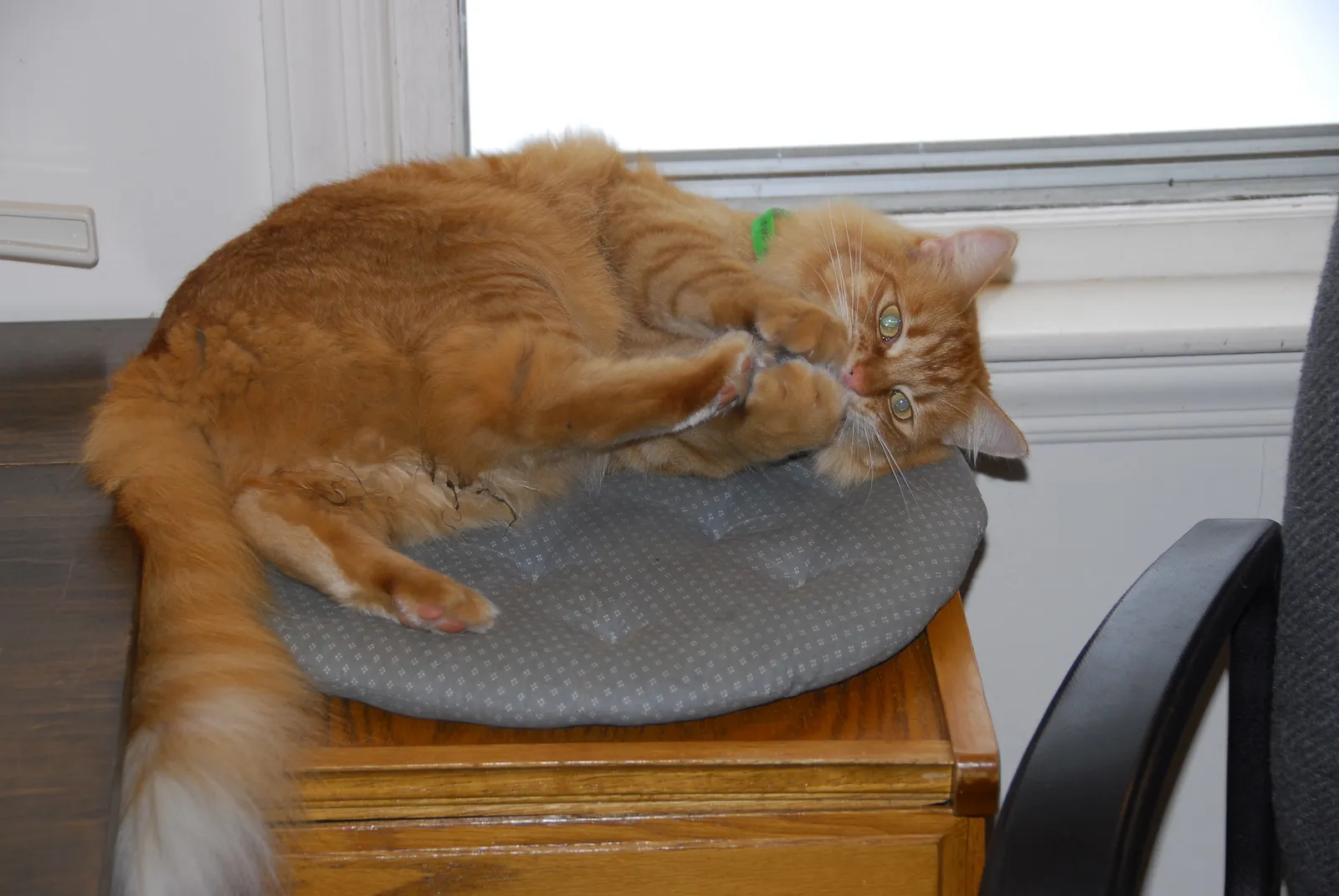 How the Reaction Actually Looks (The catnip ball
Uploaded by Jacopo Werther, CC BY 2.0)