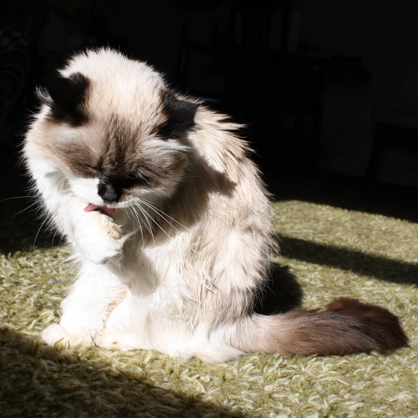 They Follow the Sun Across the Room Throughout the Day (By http://www.photos-public-domain.com/, CC0)