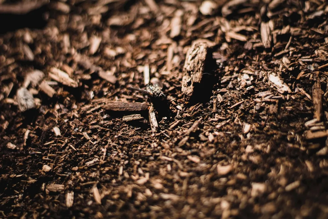 Apply or Check Mulch Around Plant Bases (Image Credits: Unsplash)