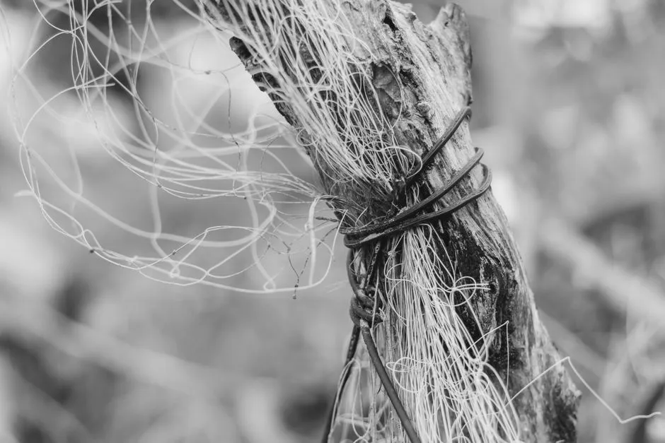 The Takeaway for Anyone Planting a Tree (Image Credits: Pexels)