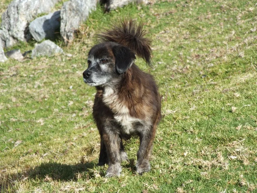 How Domestication Shaped the Wag Itself (Image Credits: Pexels)
