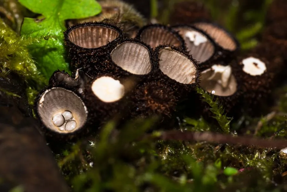 The Remarkable Size and Structure of the Fruiting Body (Image Credits: Pexels)