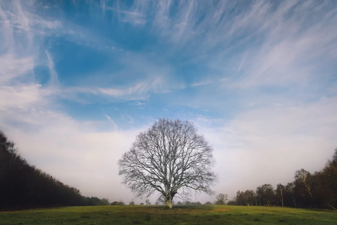 Why Foresters Pay Close Attention (Image Credits: Unsplash)