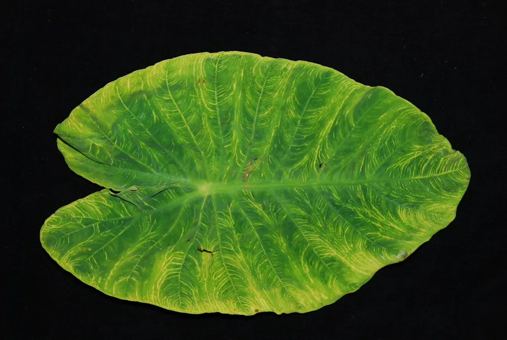 5. Nutrient Deficiencies (Image Credits: Flickr)