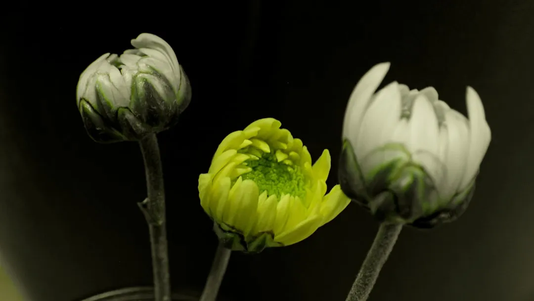 Double-Petalled Flowers Lock Bees Out (Image Credits: Unsplash)