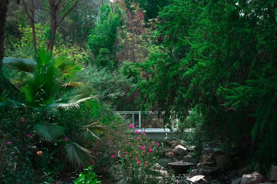 If You Want Your Hollywood Hills Garden to Flourish, Plant These 5 Privacy-Boosting Plants