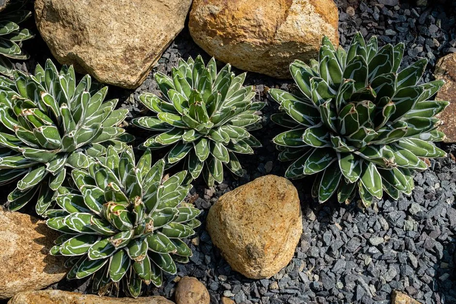 6. Kurapia: The Water-Saving Modern Alternative (Image Credits: Pexels)