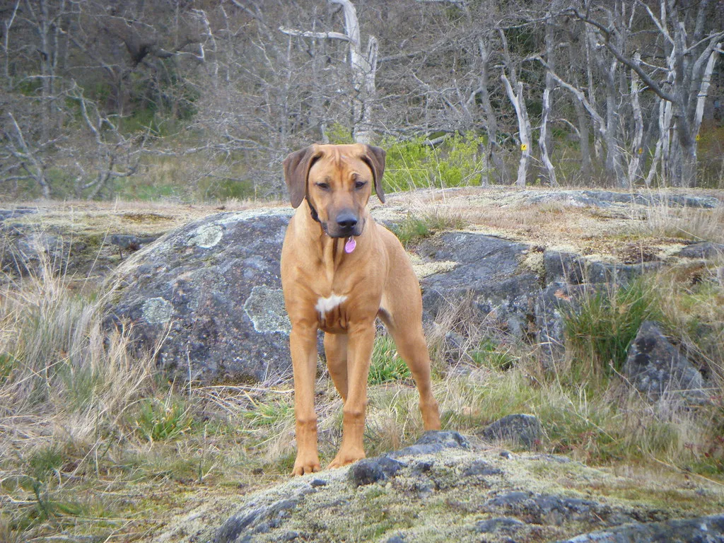 The Lion's Pose: Alert and Ready (D G Brown, Flickr, CC BY 2.0)