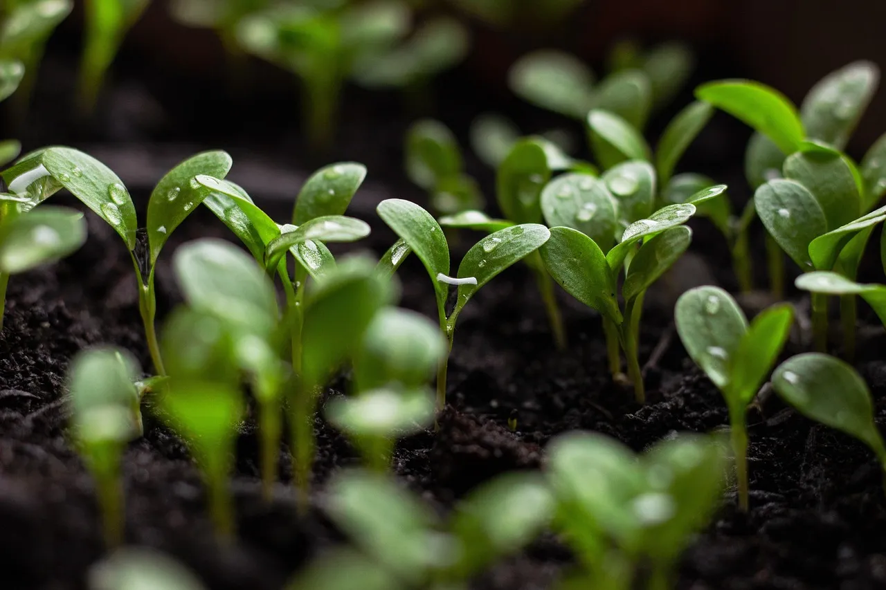 Soilborne Pathogens Thrive in Cold, Wet Conditions (Image Credits: Pixabay)