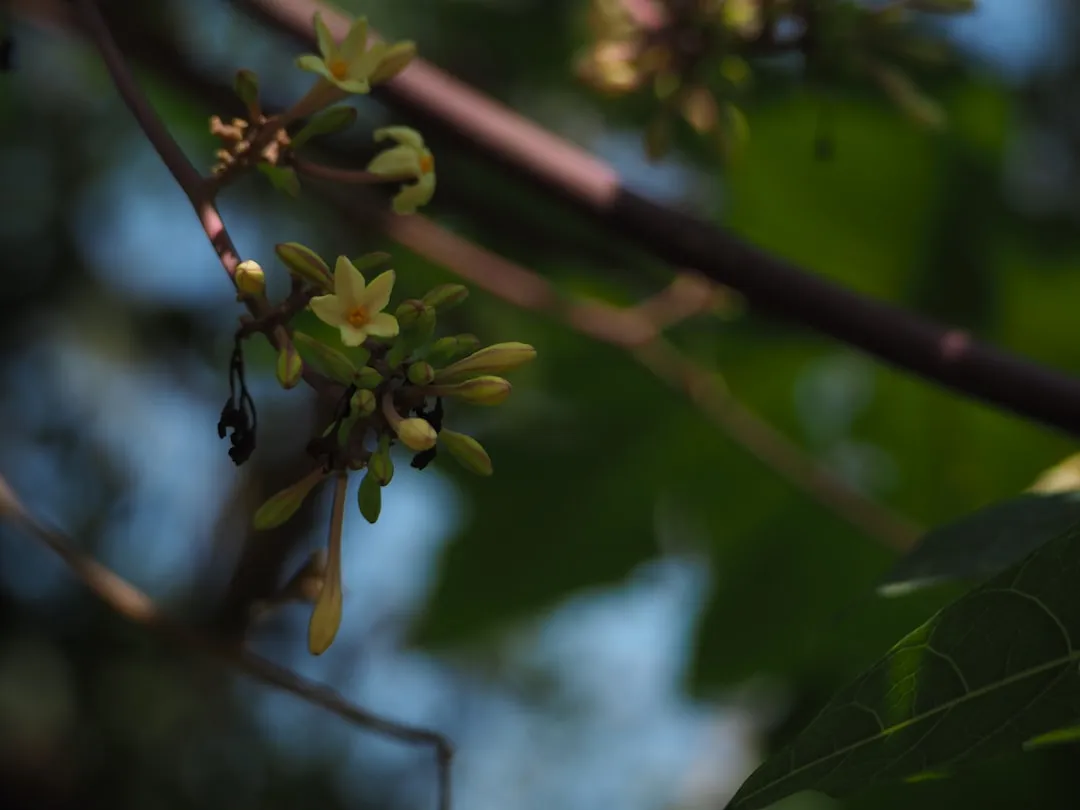 Pawpaws: Taking Pollination Into Your Own Hands (Image Credits: Unsplash)