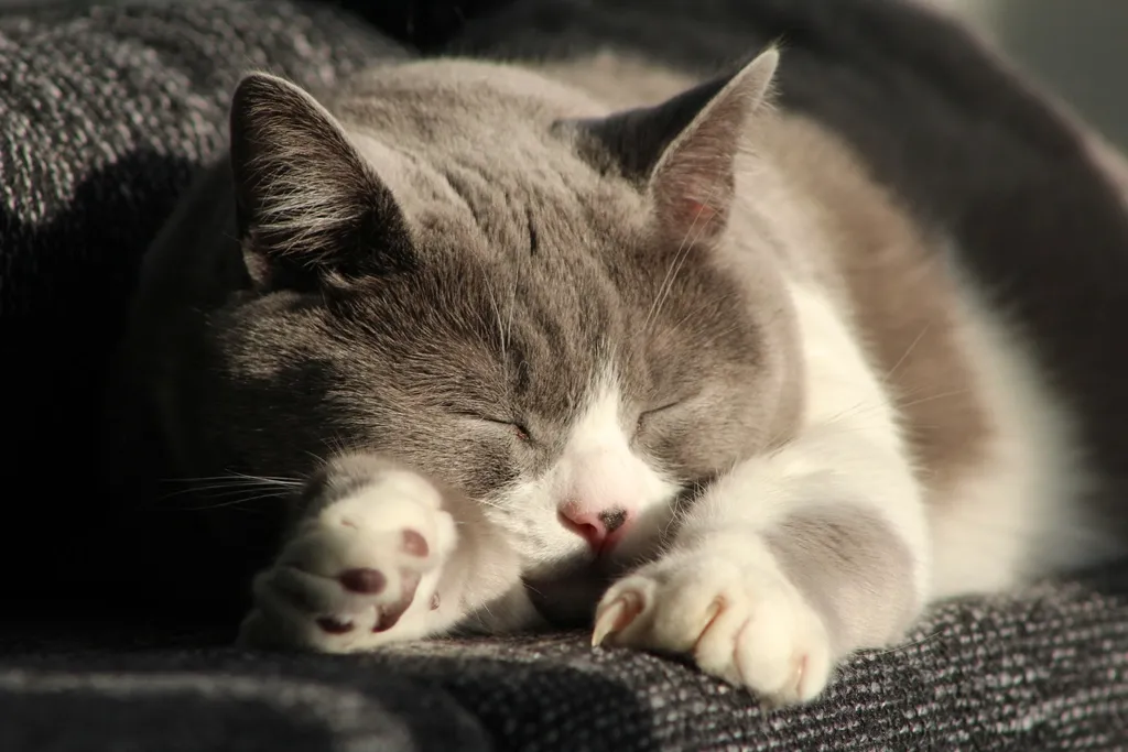 Warmth and Deep Sleep Are Neurologically Linked (Image Credits: Rawpixel)