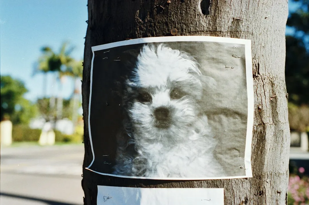 How the Scam Starts: Your Post Becomes a Target (Image Credits: Unsplash)