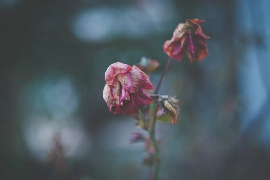 Why Flowers Struggle the Moment They're Cut (Image Credits: Unsplash)