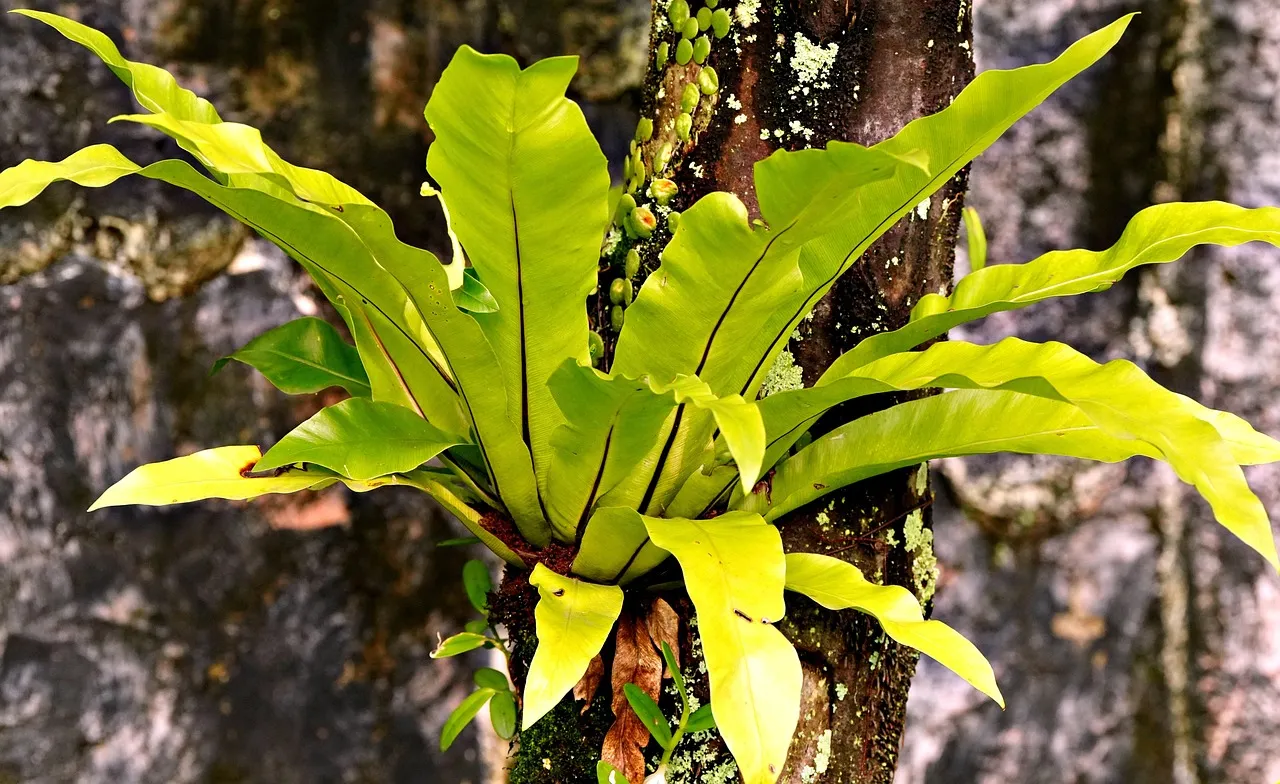 10. Bird's Nest Fern (Asplenium nidus): Texture for the Shaded Corner (Image Credits: Pixabay)