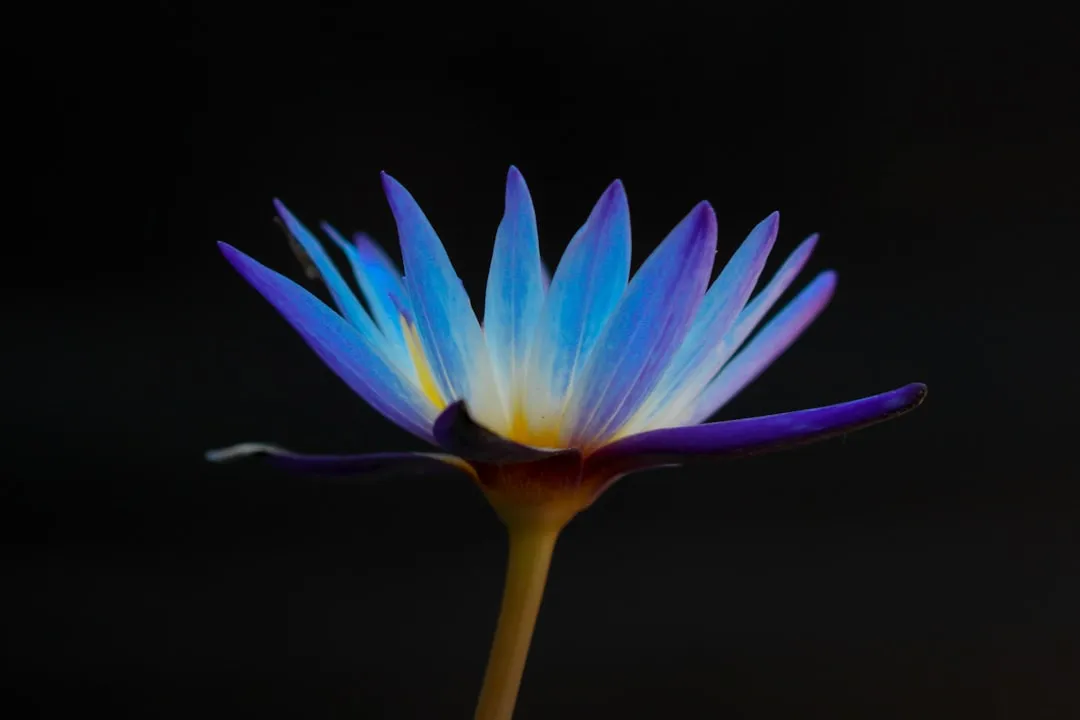 Flowers and the Hidden UV Patterns Pollinators Can See (Image Credits: Unsplash)