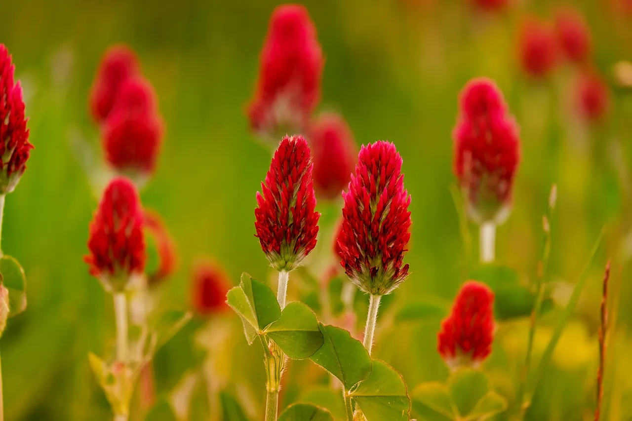 4. Red Clover (Trifolium pratense) (Image Credits: Pixabay)