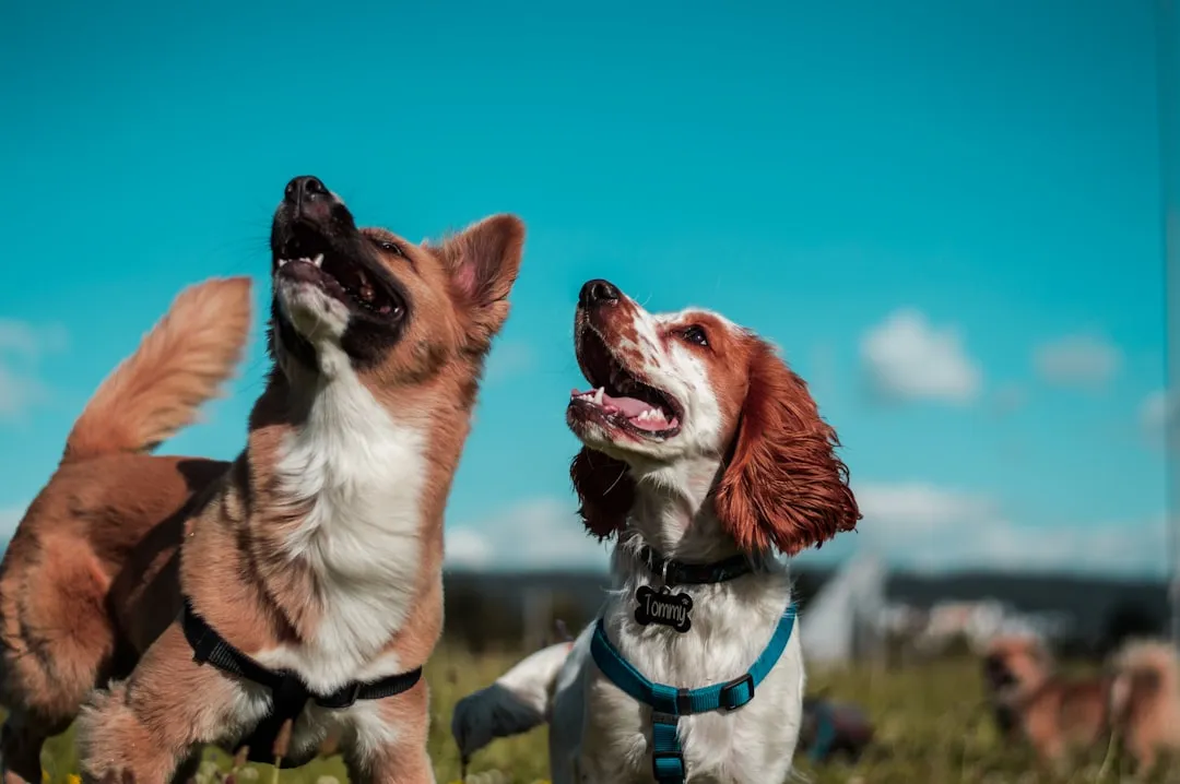 Frantic Excitement When You Return Home (Image Credits: Unsplash)