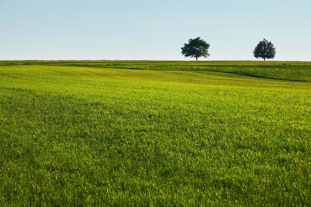 How to Read Your Lawn Like a Field Guide (Image Credits: Pixabay)