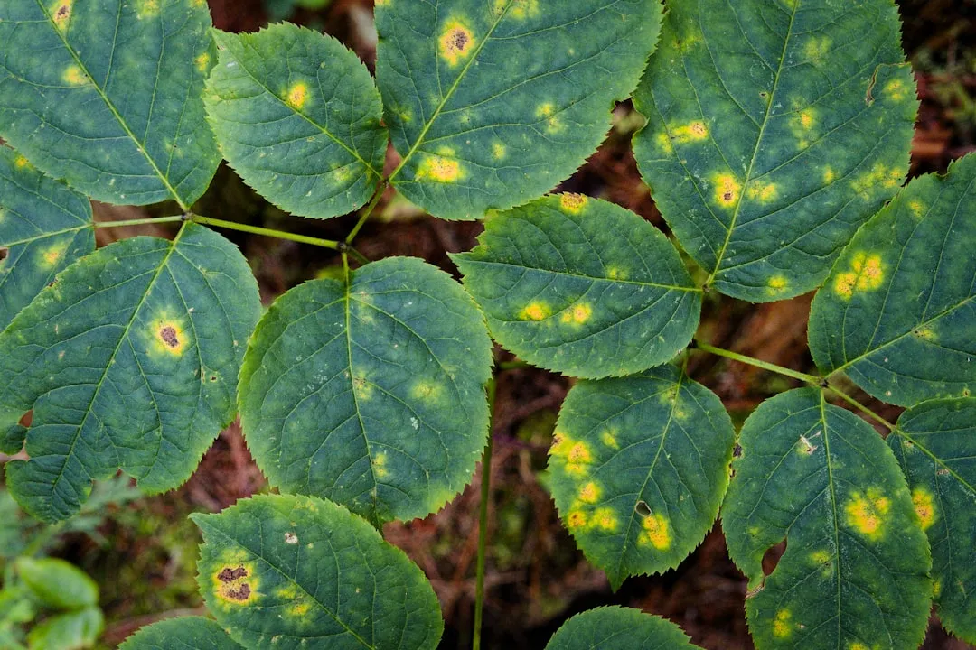 10. Leaves Showing Multiple Nutrient Deficiency Symptoms at Once (Image Credits: Unsplash)