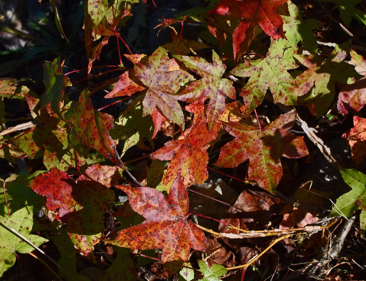 Sweetgum (Liquidambar styraciflua): Fall's Fiery Showstopper (Image Credits: Pixabay)