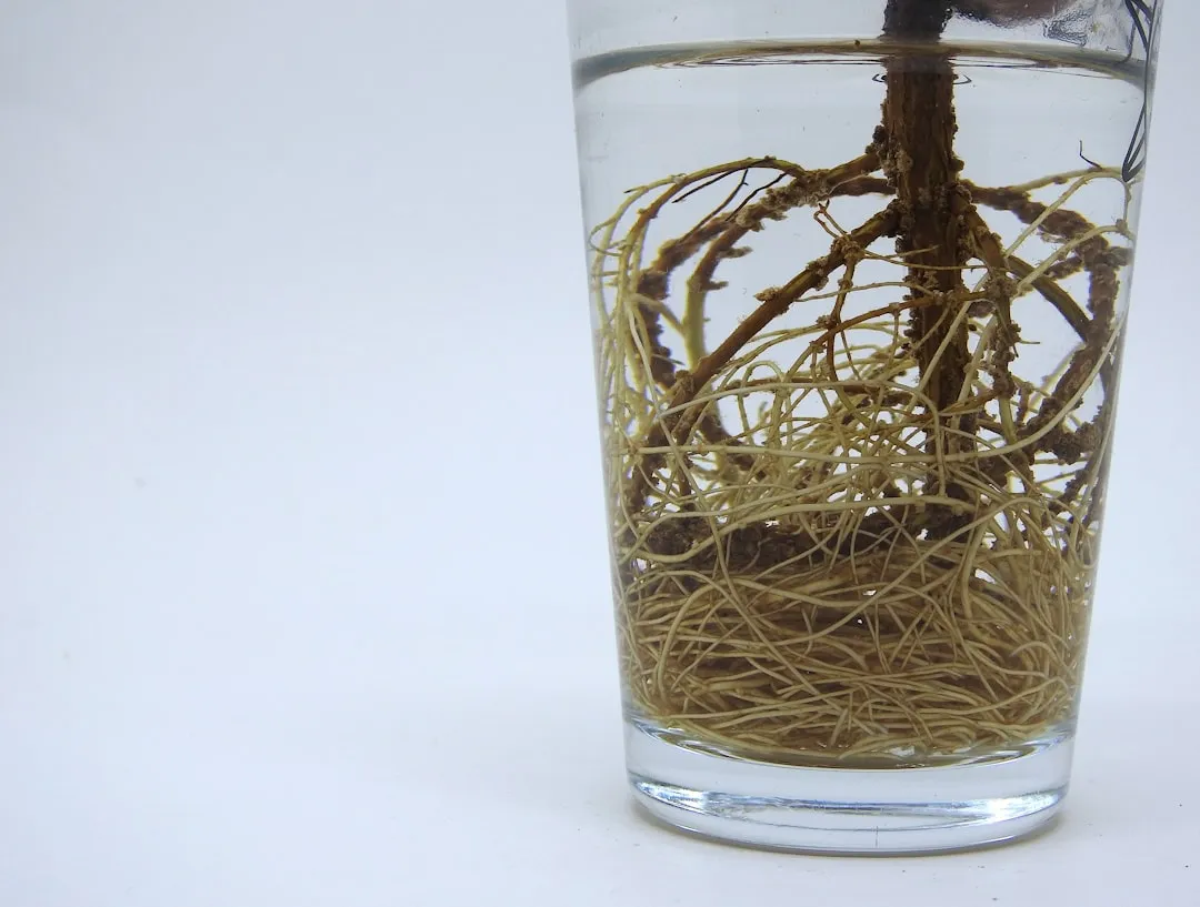 Understanding Rooting Hormones (Image Credits: Unsplash)
