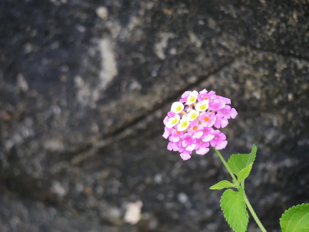 5. Lantana: The Colorful Shrub That Can Damage the Liver (matsuyuki, Flickr, CC BY-SA 2.0)