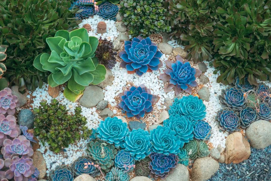 Practical Tips for Establishing Drought-Tolerant Plants (Image Credits: Pexels)