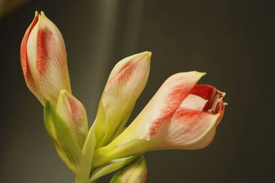 The Bulb Was Kept Near Ripening Fruit (Image Credits: Pexels)