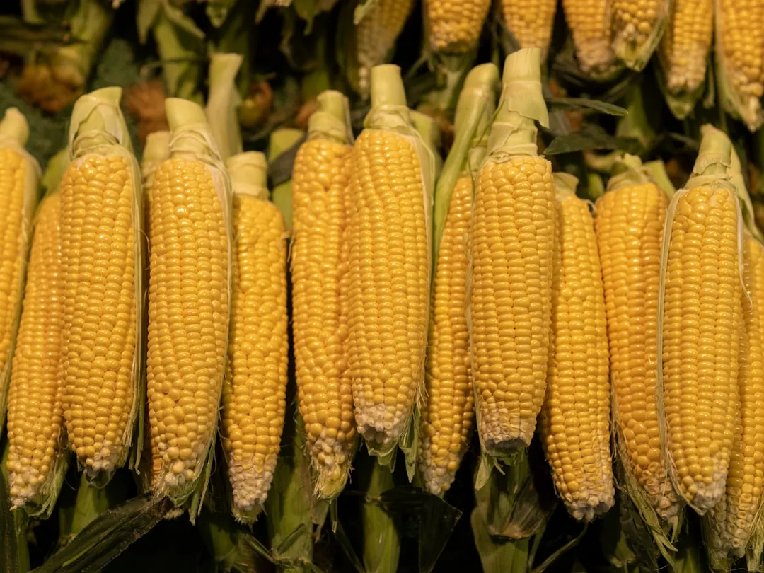 Neighbor Communication Protected Crop Purity (Image Credits: Unsplash)