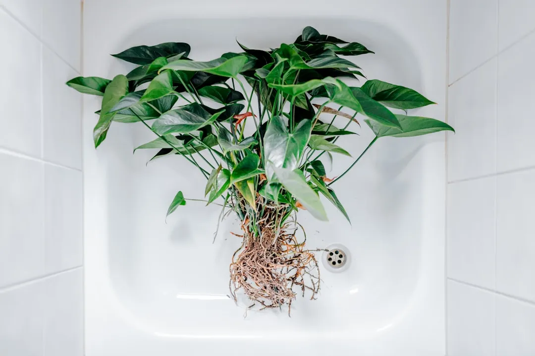 How Pot Choice and Drainage Make It Worse (Image Credits: Unsplash)