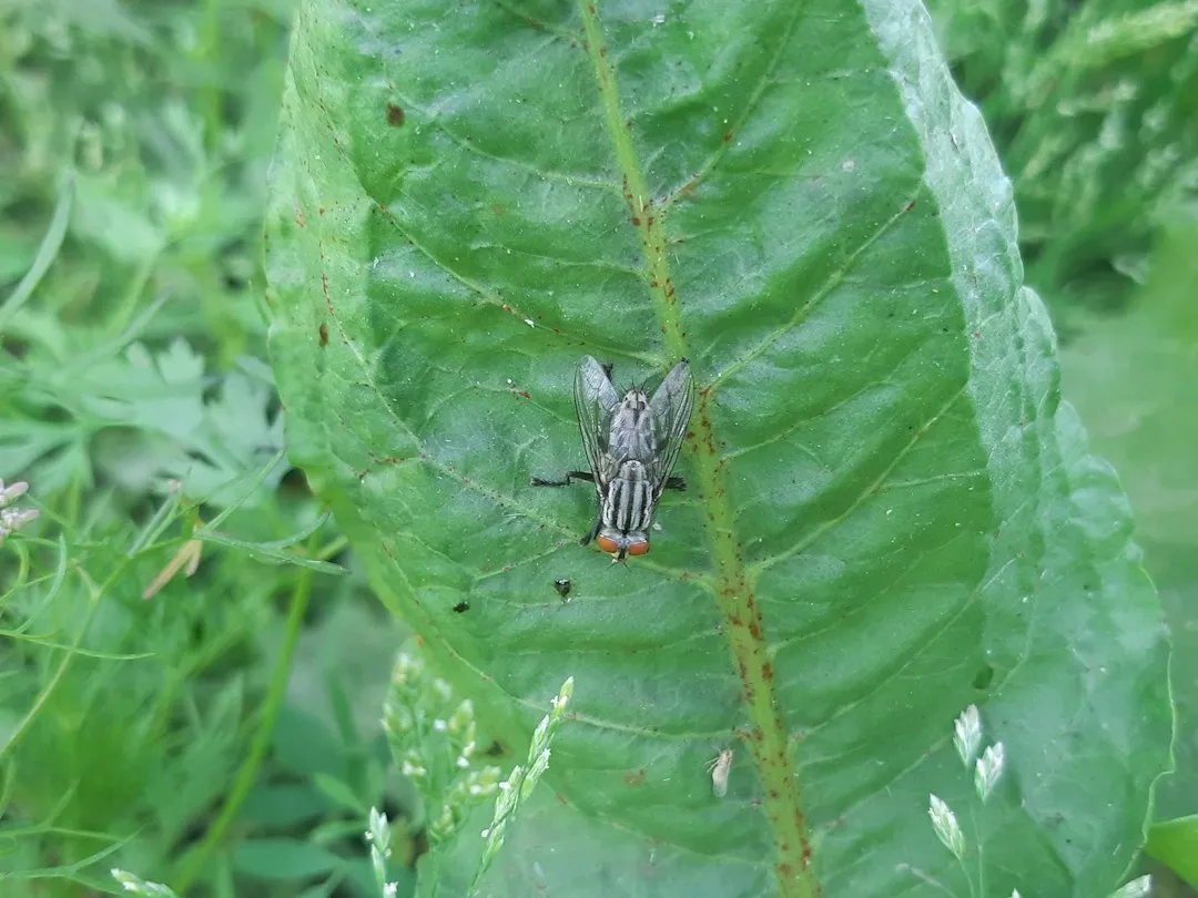 Flies Don't Need Much to Get Started (Image Credits: Unsplash)