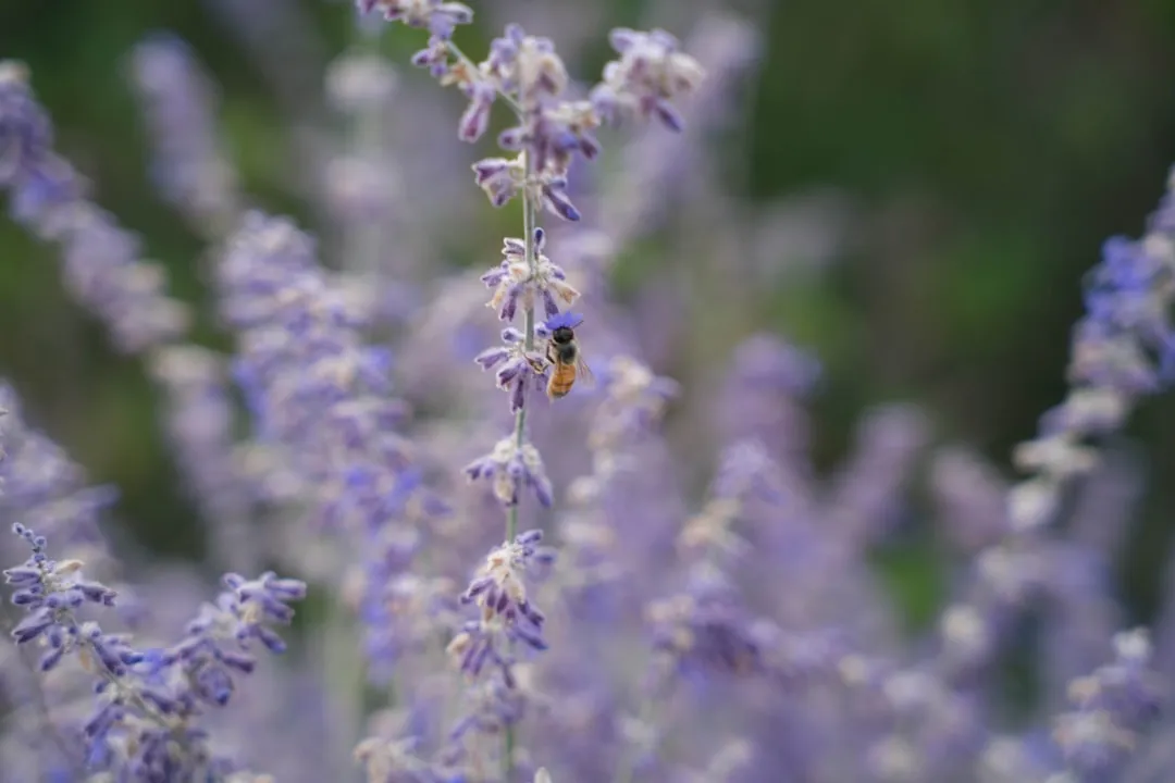 Watering These Shrubs in Pasadena's Dry Summers (Image Credits: Unsplash)