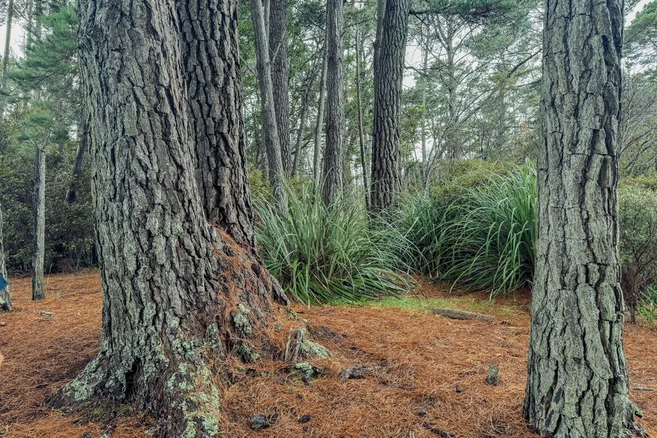 How to Reduce the Risk for Trees You Care About (Image Credits: Pexels)