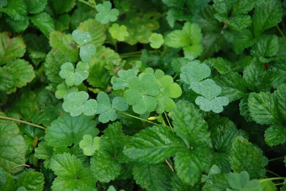 Clover's Soil pH Connection and Practical Limits (Image Credits: Pexels)