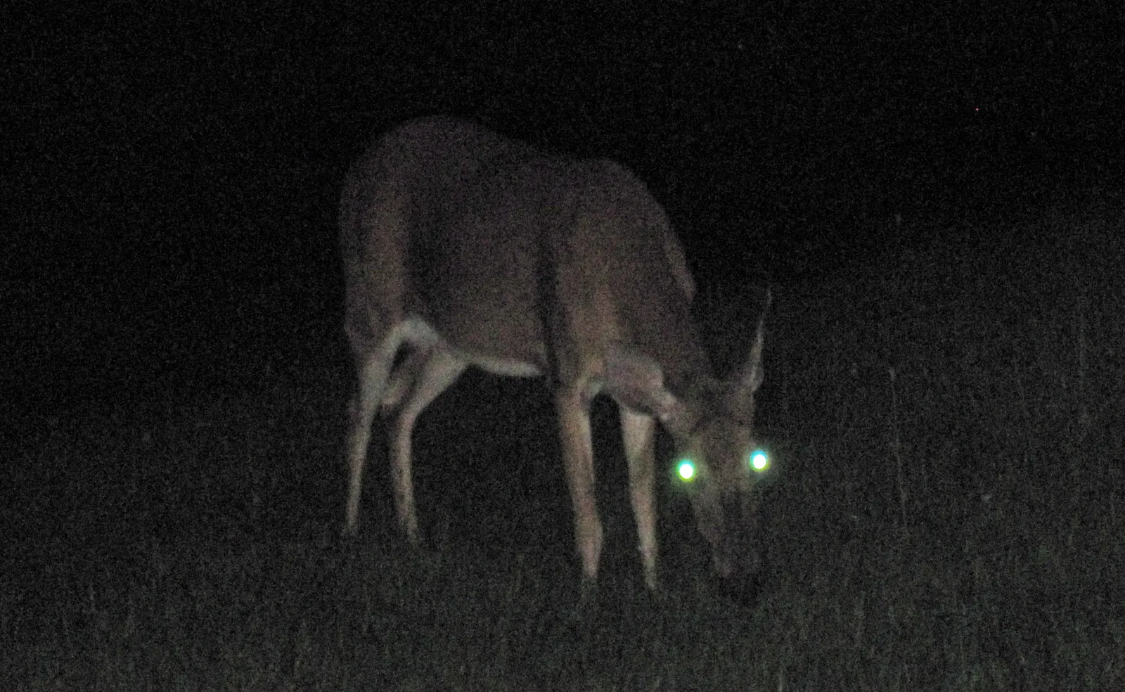 Light Pollution Is Changing Deer Vision (Eyeshine in Odocoileus virginianus (white-tailed deer) (2 July 2018) (Newark, Ohio, USA), CC BY 2.0)