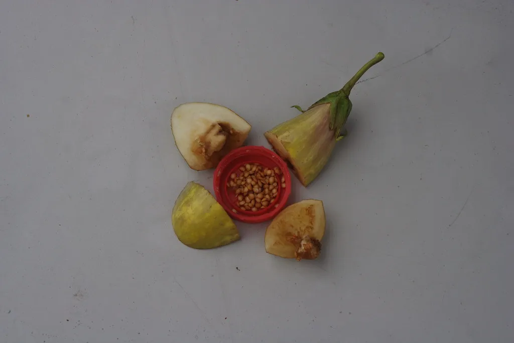 The Seeds Hold the Sharpest Flavor (eggrole, Flickr, CC BY 2.0)