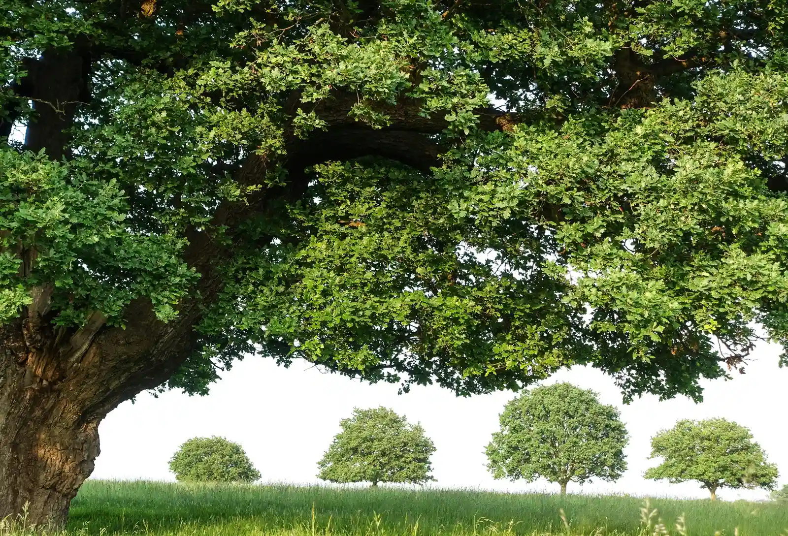 The Tree's Motive: Competition, Not Malice (Image Credits: Unsplash)