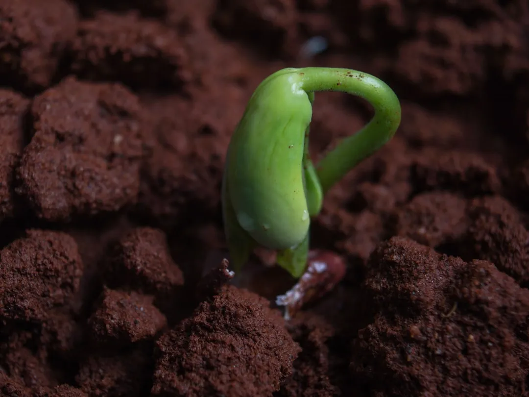 How Many Plants Per Bucket (Image Credits: Unsplash)